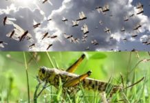 Indian Media claims Pakistan sent trained Locust to Destroy India Indian Media claims Pakistan sent trained Locust to Destroy India