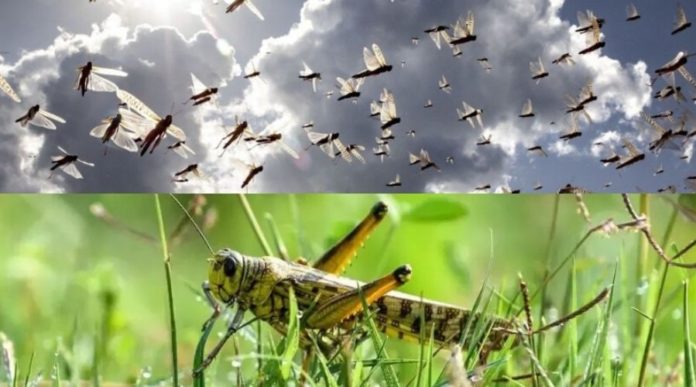 Indian Media claims Pakistan sent trained Locust to Destroy India