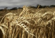 Punjab Aab-e-Pak Authority (PAPA) decides to initiate Recruitment Punjab Aab-e-Pak Authority (PAPA) decides to initiate Recruitment