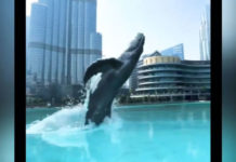 “Whale in Dubai Mall Fountain” CGI video create a spark on Instagram "Whale in Dubai Mall Fountain" CGI video create a spark on Instagram