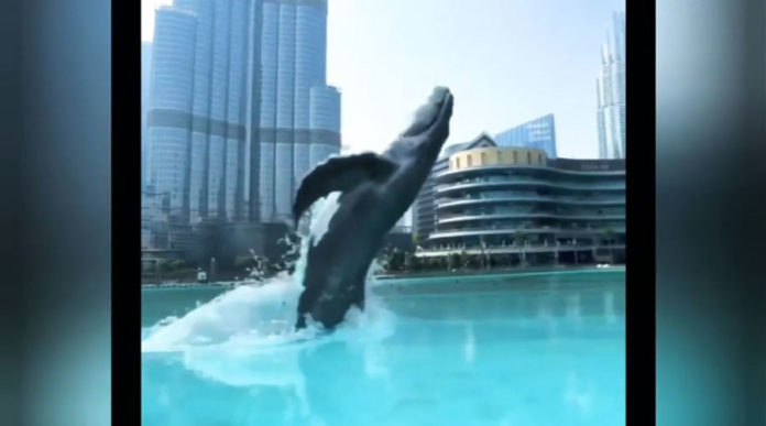 "Whale in Dubai Mall Fountain" CGI video create a spark on Instagram