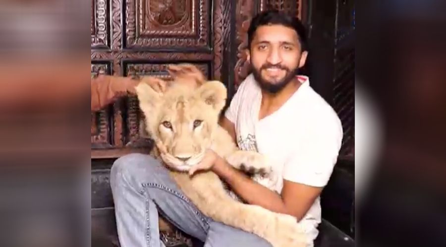 How is it to have a Pet Lion at home in Multan? | Pakistani Journal