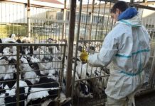 New Type of Bird Flu Pandemic may wipe out Half of Humanity New Type of Bird Flu Pandemic may wipe out Half of Humanity