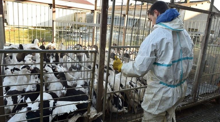 New Type of Bird Flu Pandemic may wipe out Half of Humanity