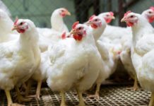 Sale of chicken in Punjab not banned due to Coronavirus Sale of chicken in Punjab not banned due to Coronavirus