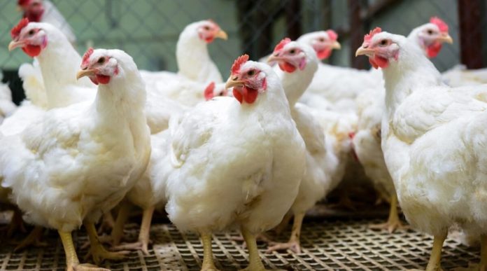 Sale of chicken in Punjab not banned due to Coronavirus