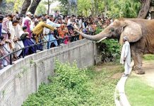 KMC announced to reopen Karachi Zoo & other recreational parks from Tuesday KMC announced to reopen Karachi Zoo & other recreational parks from Tuesday