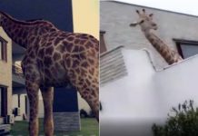 A Family in DHA, Karachi actually has a Giraffe at home without proper License A Family in DHA, Karachi actually has a Giraffe at home without proper License