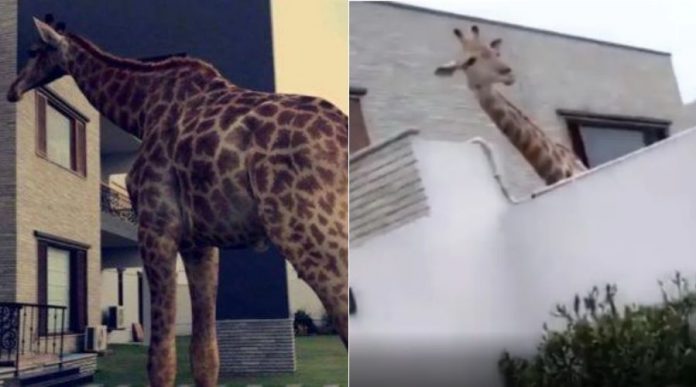 A Family in DHA, Karachi actually has a Giraffe at home without proper License