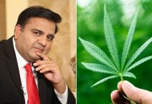 Cabinet approves first Licence for Medical & Industrial use of ‘Hemp’ (Bhang) Cabinet approves first Licence for Medical & Industrial use of 'Hemp' (Bhang)