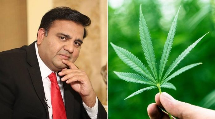 Cabinet approves first Licence for Medical & Industrial use of 'Hemp' (Bhang)
