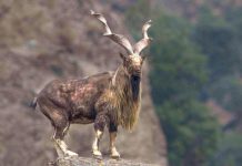 20 Beautiful Animal Species in Pakistan are at the risk of Extinction 20 Beautiful Animal Species in Pakistan are at the risk of Extinction