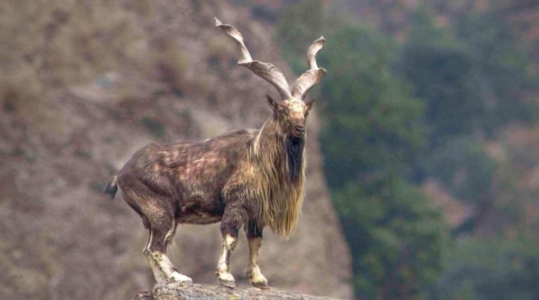20 Beautiful Animal Species in Pakistan are at the risk of Extinction