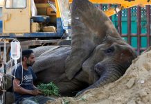 After Elephant Noor Jehan, Another Elephant ‘Madhubala’ is at Risk Another Elephant 'Madhubala' is at Risk