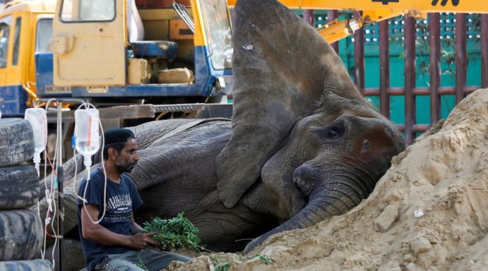 Another Elephant 'Madhubala' is at Risk