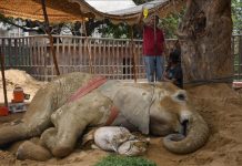 Noor Jehan: Ailing elephant passes away at Karachi Zoo elephant noor jehan passes away
