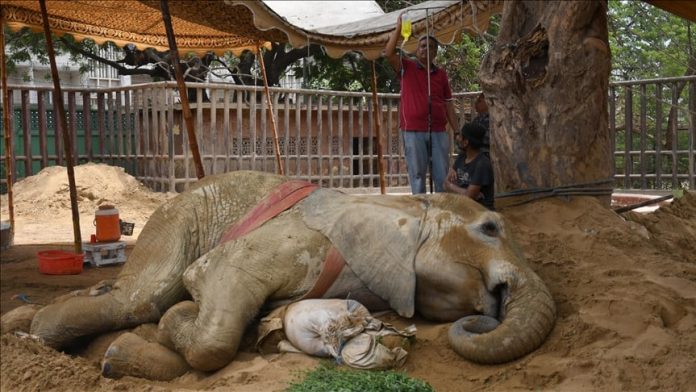elephant noor jehan passes away